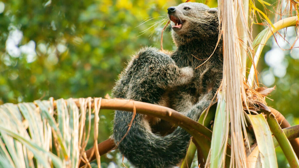 Binturong resting on tree branches in lush green forest nature wallpaper background scene