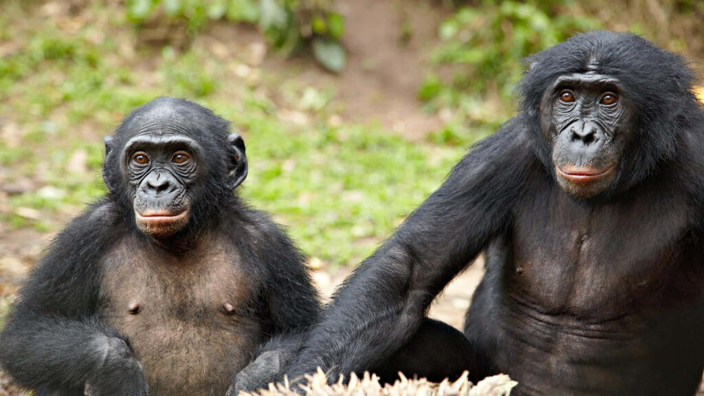 Two bonobos sitting side by side in lush green forest high resolution wildlife nature wallpaper