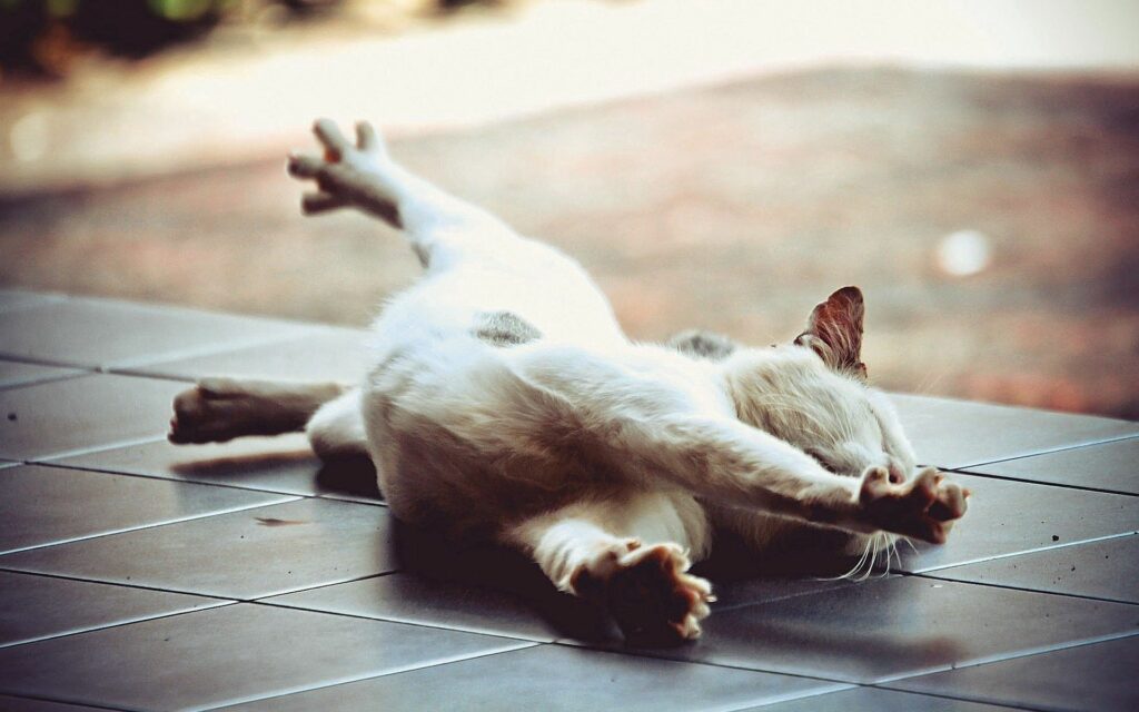 Tranquil Cat on Tiled Floor Wallpaper - Relaxing Comfort Scene