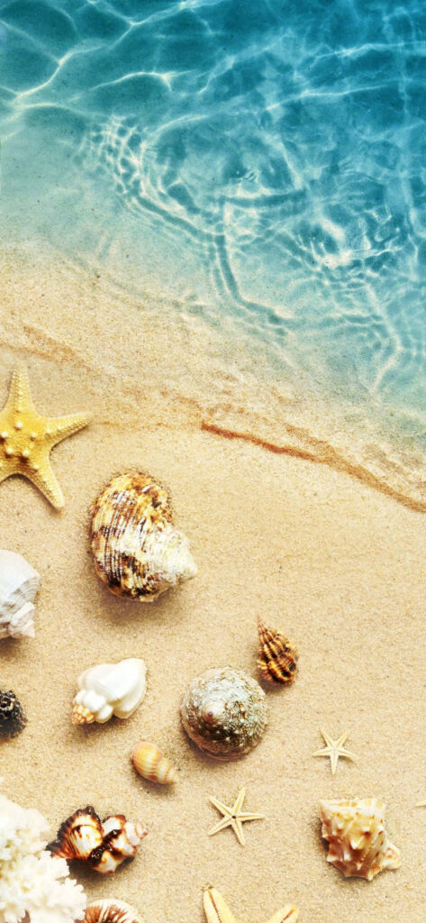 Serene Coastal Wallpaper: Seashells & Starfish on Sandy Beach