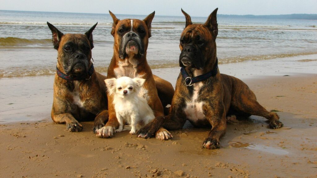 Boxers and White Dog Relax on Sandy Beach with Ocean Waves Wallpaper