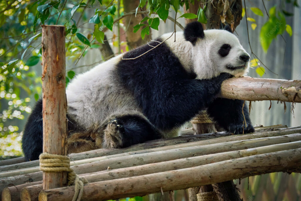 Serene Giant Panda Wallpaper: Peaceful Nature Background