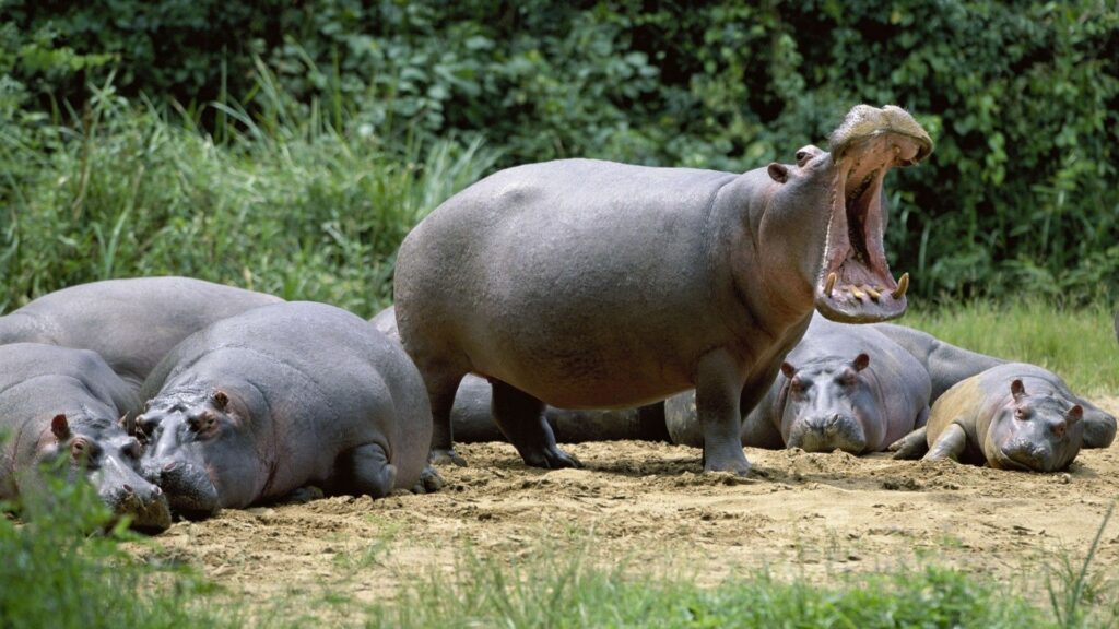 Tranquil Hippos Relaxing in Nature - 1920x1080 Wallpaper