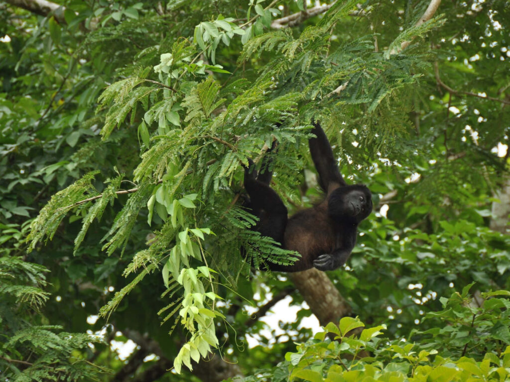 Serene Howler Monkey in Tropical Forest Wallpaper - Vibrant Nature