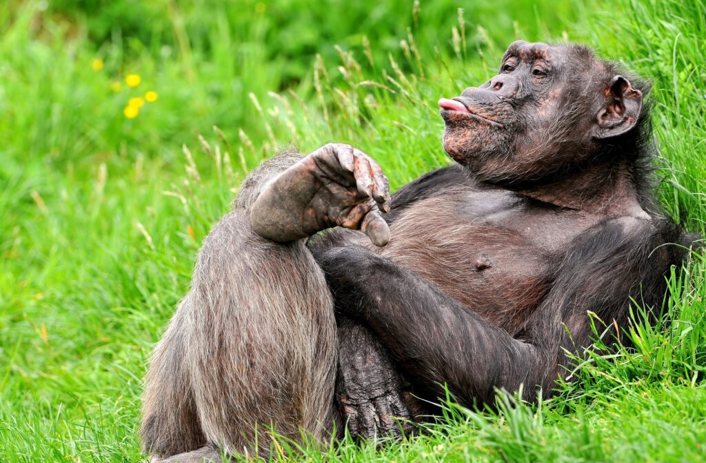 Relaxing Monkey in Lush Green Field - Vibrant Nature Wallpaper