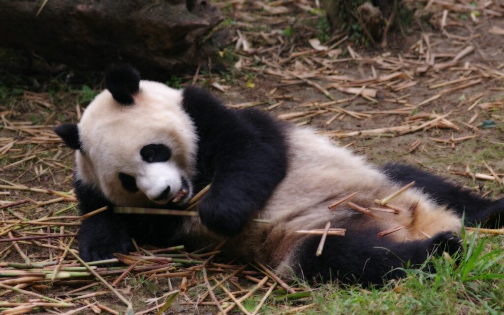 Serene Panda Wallpaper: Relaxing Scene with Bamboo Background