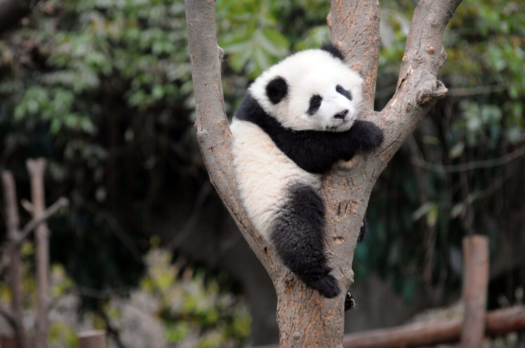 Adorable Panda Relaxing on Tree Branch: Soothing Nature Wallpaper