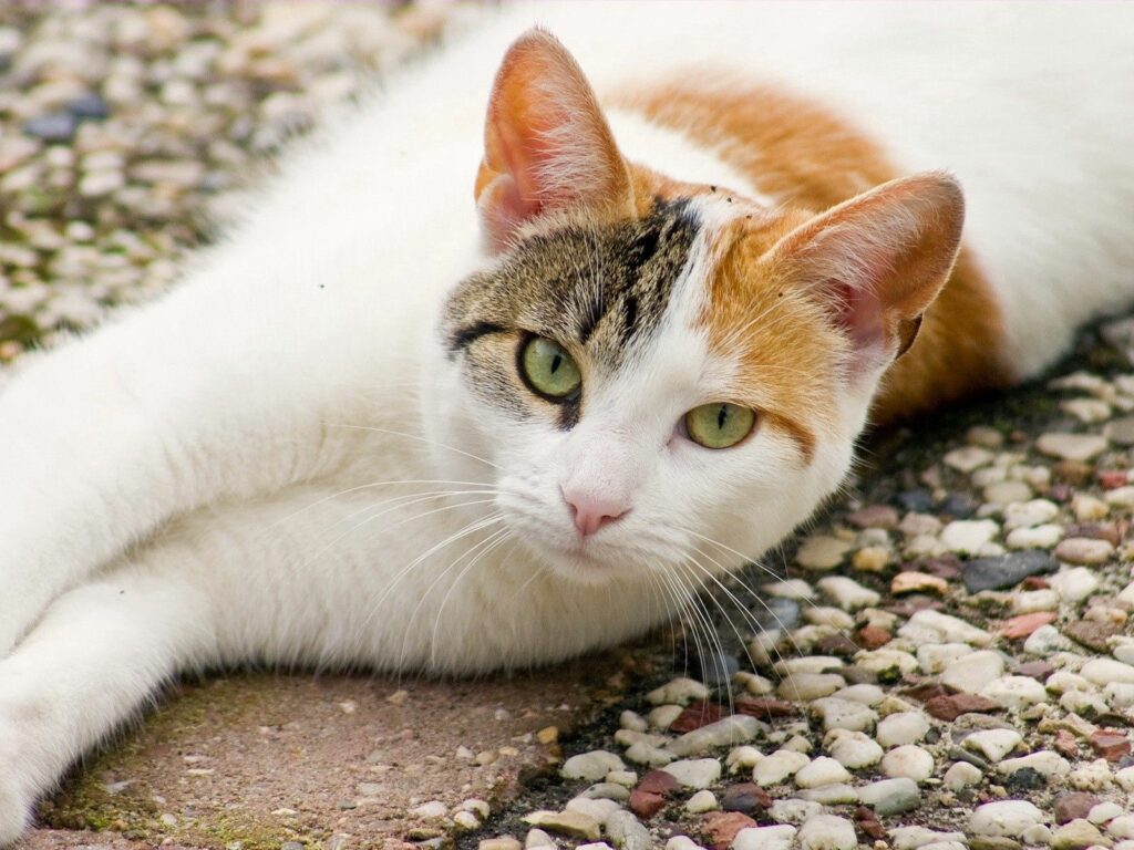 Spotted Cat Wallpaper: Serene 1600x1200 Background with Soft Hues