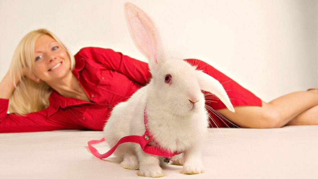 White Rabbit in Pink Harness with Smiling Woman on White Background Wallpaper