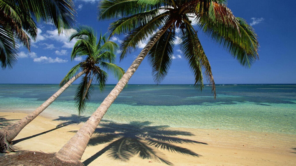 Tranquil Tropics: A Minimalist Dominican Republic Shoreline Wallpaper