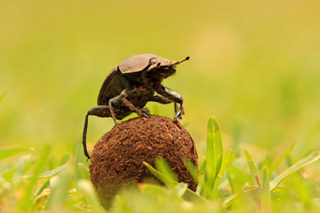 Dung beetle pushing dung ball across green field in golden light vibrant nature wallpaper background