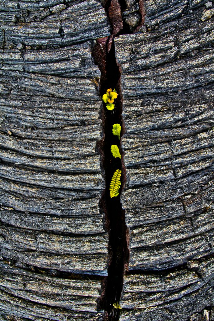 Vibrant yellow green fern growing in weathered stone crevice symbolizing nature's resilience Wallpaper