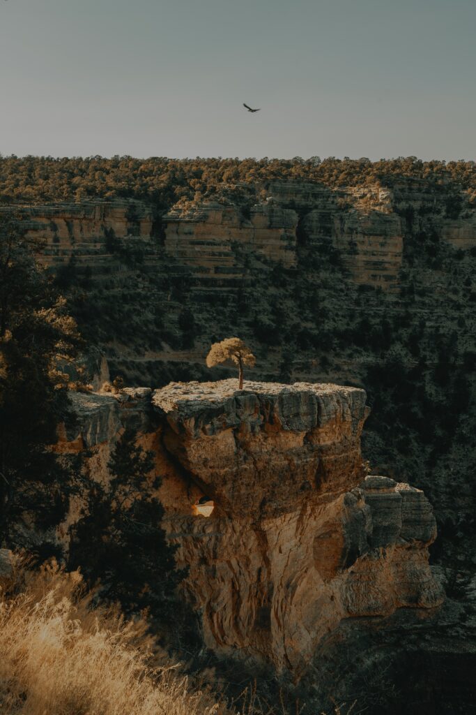 Lone tree on rugged canyon cliff with rocky formations and soaring bird in warm earthy tones Wallpaper