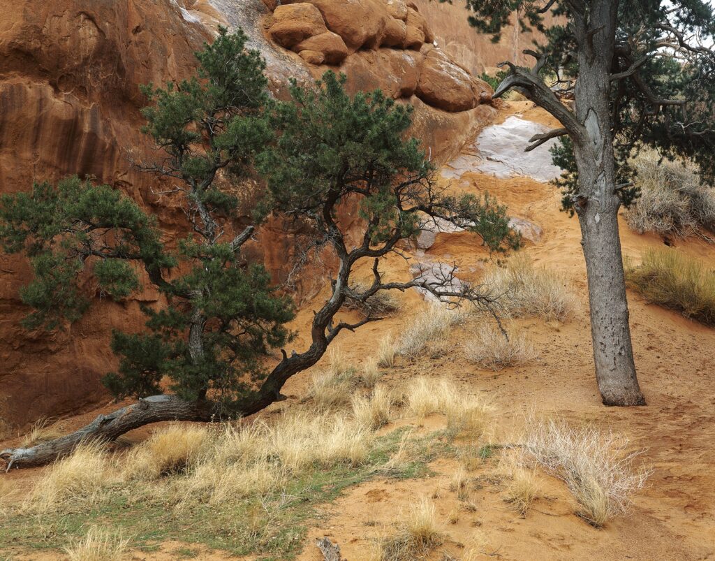 Two pine trees with rugged trunks and golden grass on red sandstone desert wallpaper background