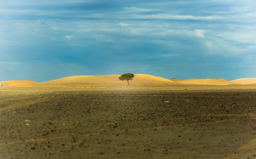 Resilient Solitary Tree in Expansive Desert - Serene Wallpaper