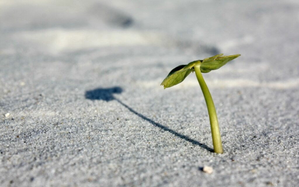 Resilient Sprout Emerging from Sand: Minimalist Wallpaper Background
