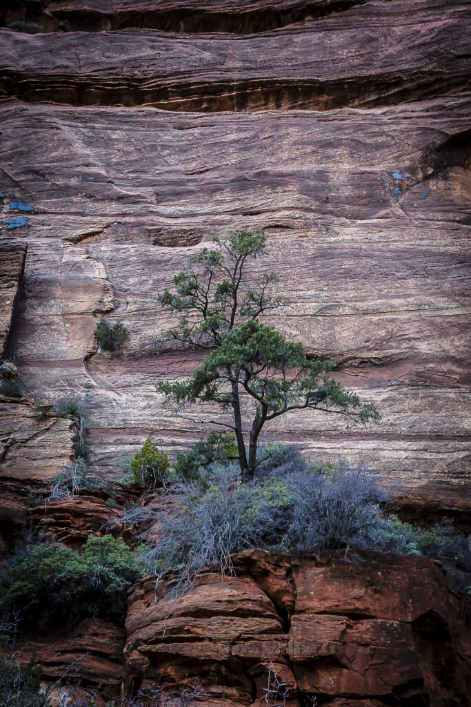 Resilient tree on rugged rocks with red brown cliffs and sparse bushes nature landscape wallpaper