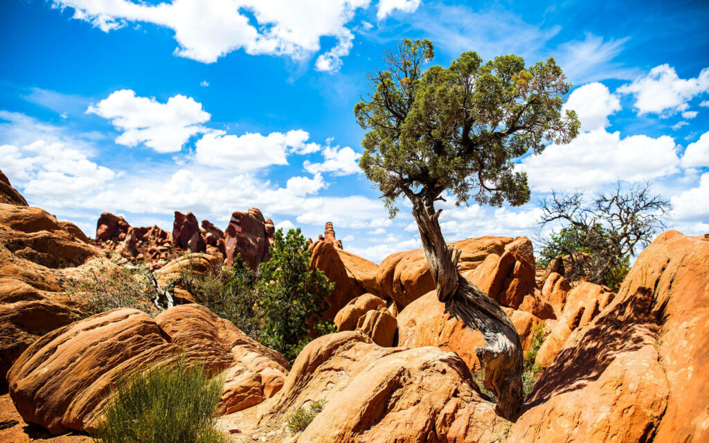Resilient tree among red rock formations at Arches National Park under bright blue sky clouds Wallpaper