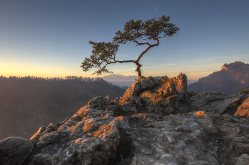 Resilient tree on rocky cliff bathed in golden sunlight with misty mountains and clear sky background Wallpaper