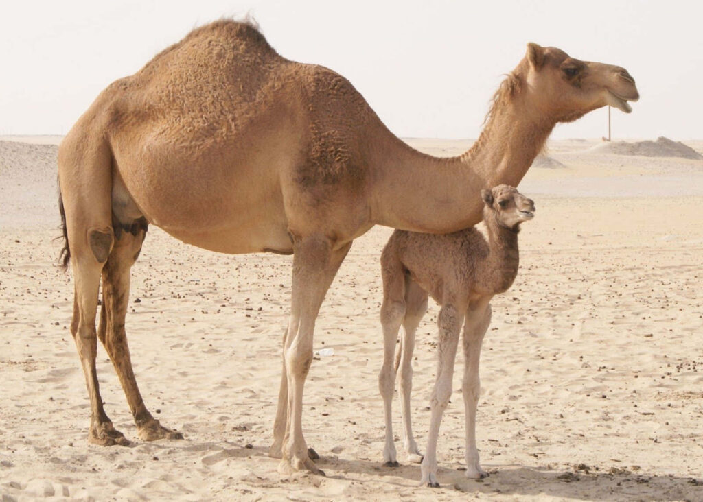 Close-up of large two-hump camel with textured fur standing on sunlit golden desert sand dunes Wallpaper