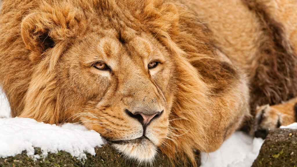 Majestic male lion with thick golden mane resting peacefully in snowy winter landscape wallpaper