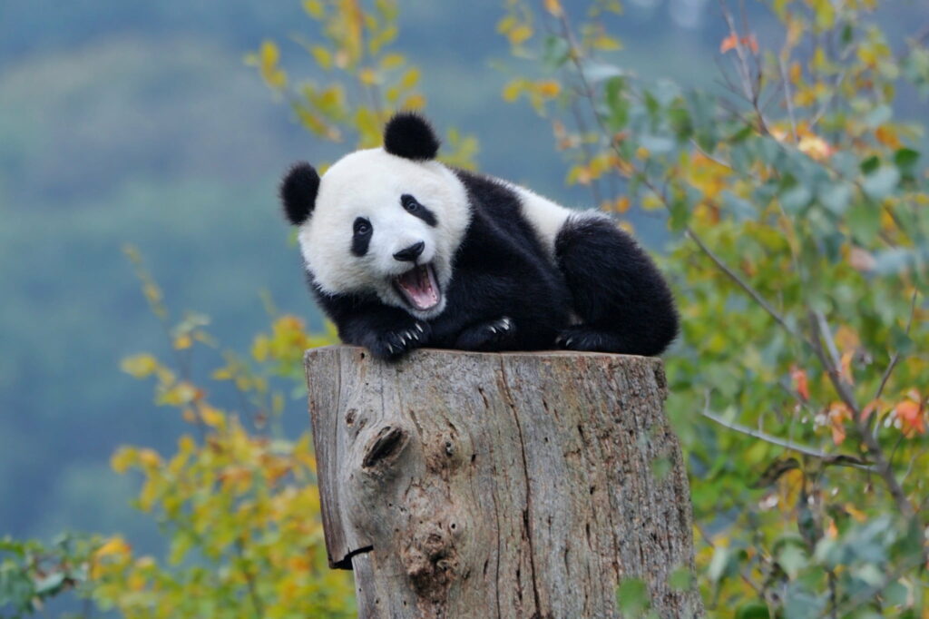 Peaceful Panda Cub: A Black and White Beauty Resting on a Rustic Wooden Stump in a Natural Wallpaper