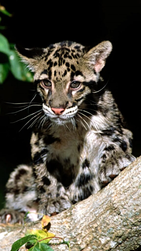 Clouded leopard cub resting on tree branch with soft spotted fur in natural dark background Wallpaper