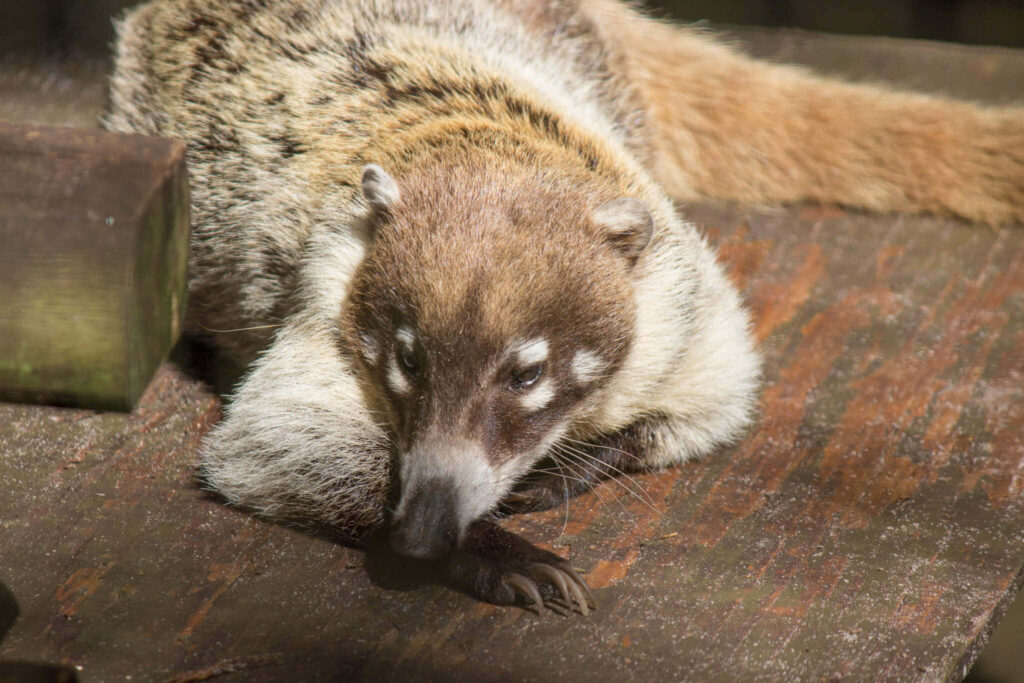Coati resting on sunlit wooden surface showing long snout ringed tail and brown cream fur Wallpaper