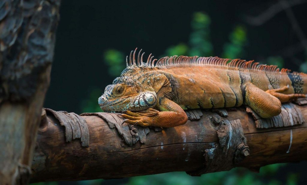 Resting iguana on textured tree branch with earthy scales and dark moody bokeh background wallpaper