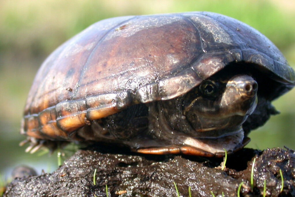 Mud turtle resting inside shell on damp earth natural habitat showing protective behavior Wallpaper