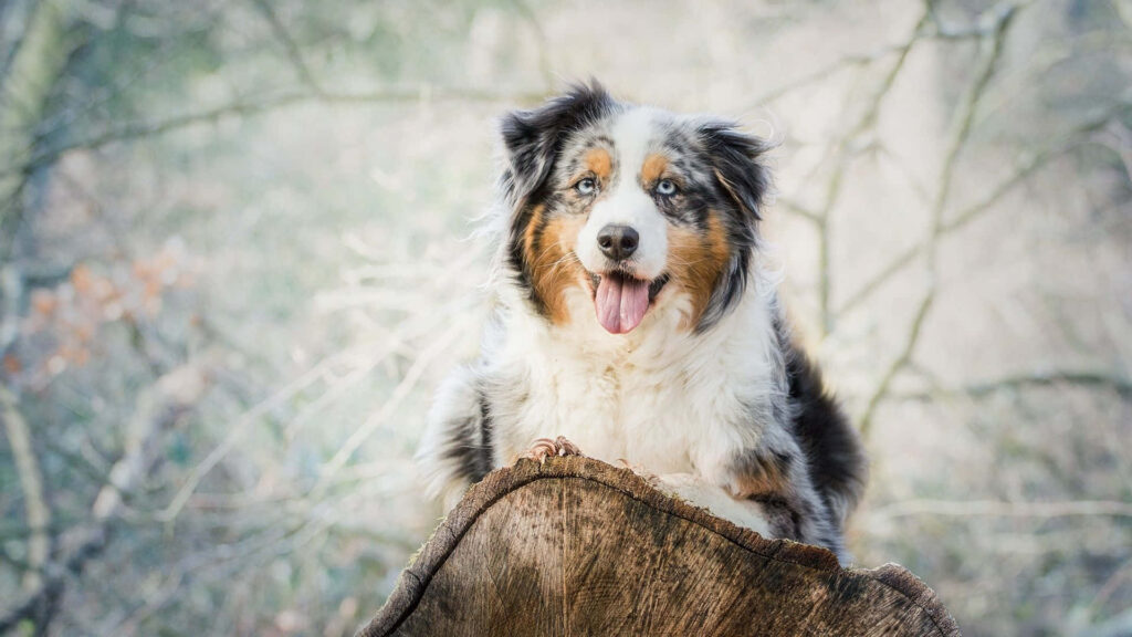 Retro Australian Shepherd Wallpaper: Adventure & Companionship