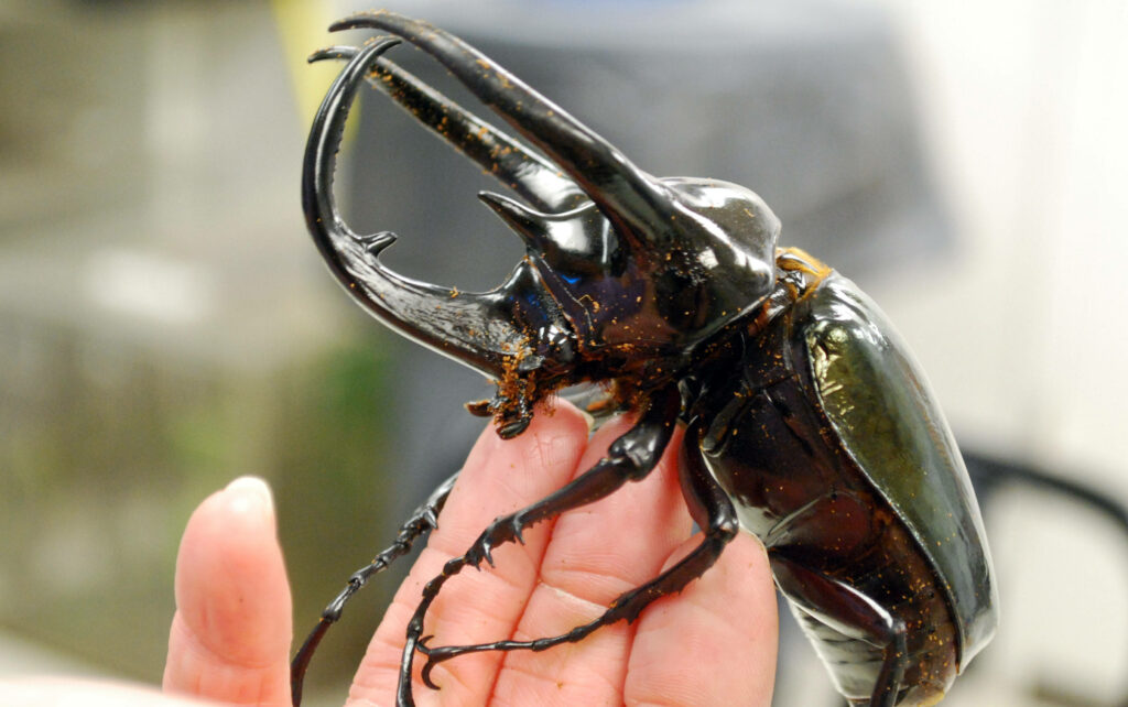Rhinoceros Beetle on Hand: Striking Glossy Black Exoskeleton Wallpaper