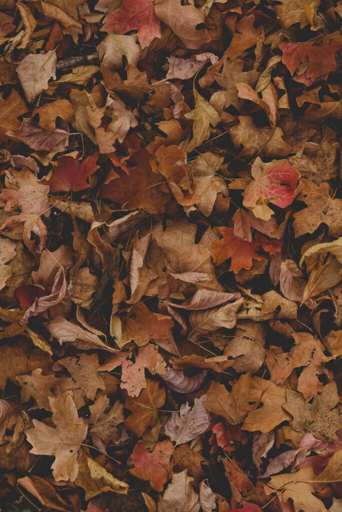 Autumn wallpaper with dry maple leaves in warm brown orange and gold tones textured background