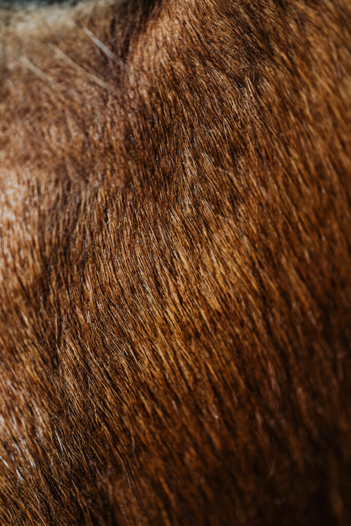 Rich Brown Textured Fur Close-Up: Stunning Wallpaper Background