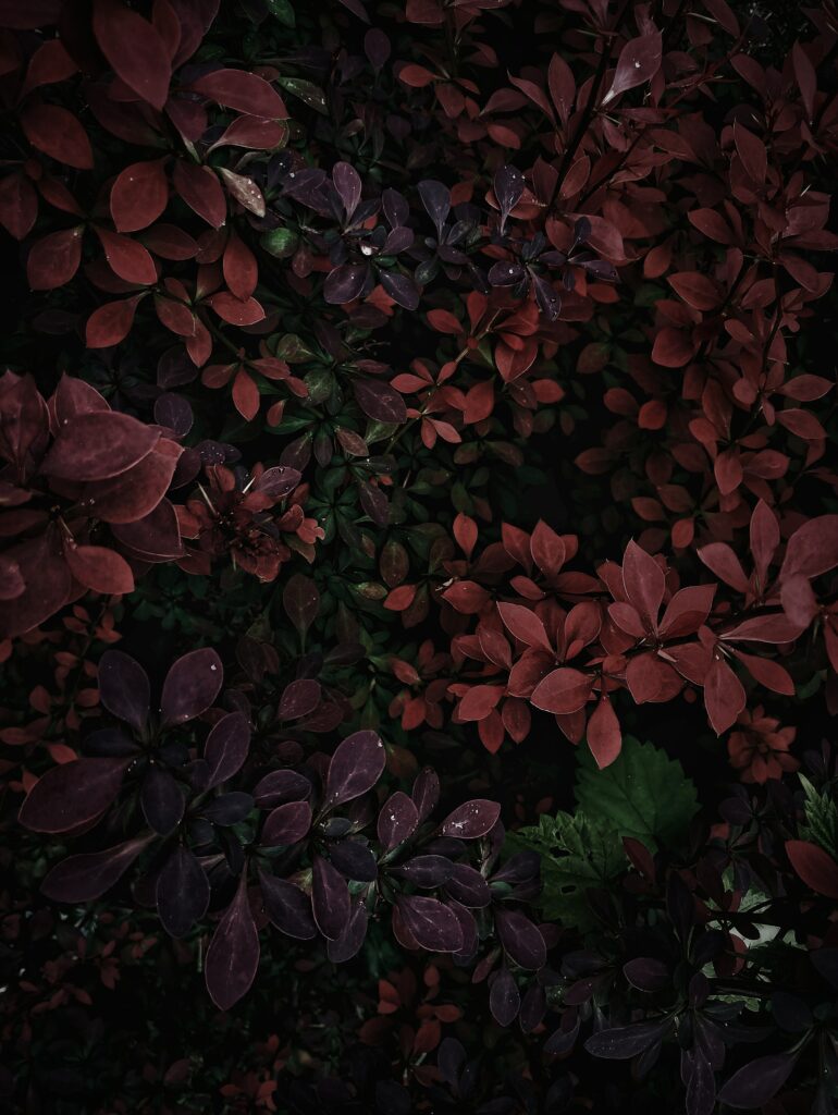 Rich Deep Red & Dark Purple Leaf Wallpaper Background Art
