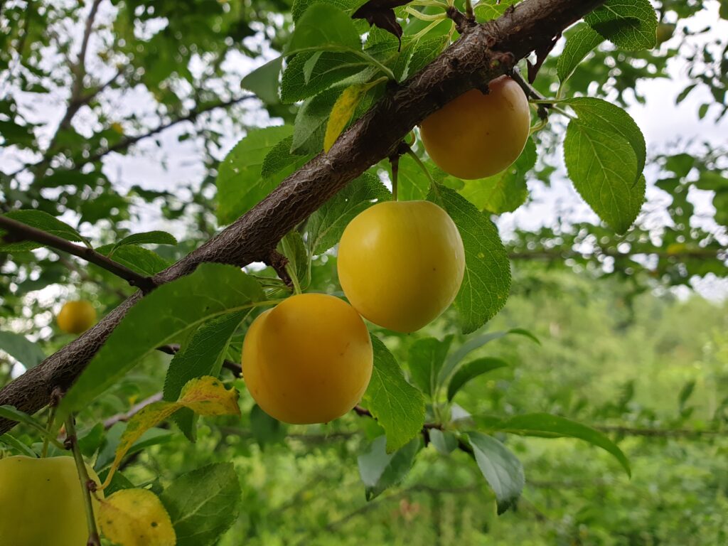 Macro Wallpaper: Ripe Apricots on Branch with Lush Green Leaves