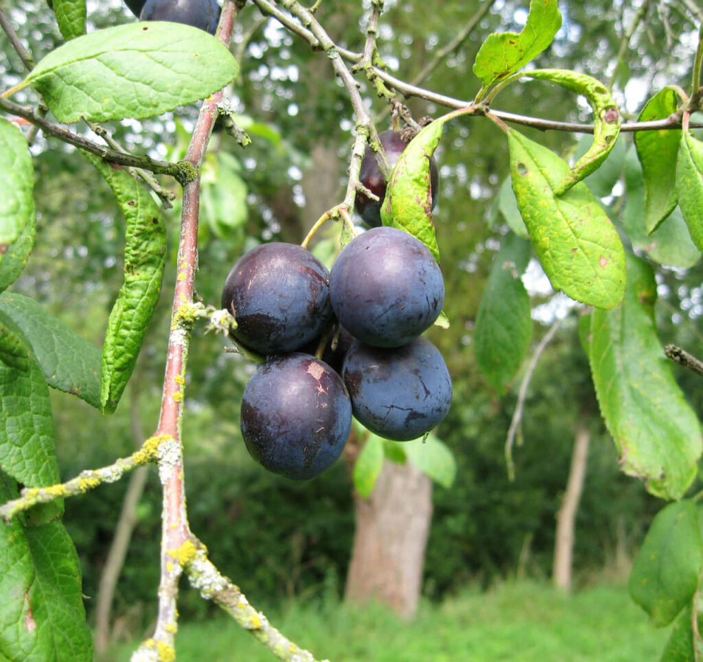 Ripe deep purple damson plums on vibrant green branches in lush natural wallpaper background