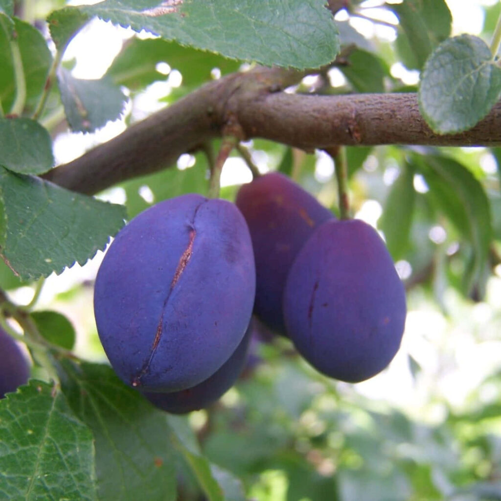 Ripe damson plums on tree branch with green leaves vibrant detailed fruit wallpaper background