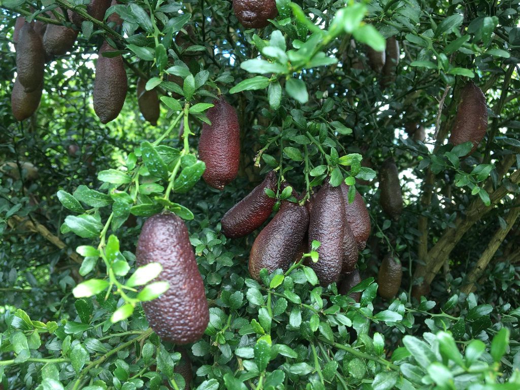 Ripe dark finger limes on green leaves in soft daylight high-resolution botanical wallpaper background