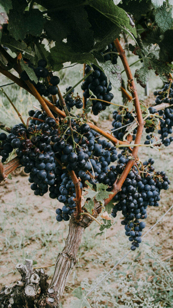 Ripe Dark Grapes Wallpaper for Samsung Galaxy S6 Edge - Rustic Aesthetic