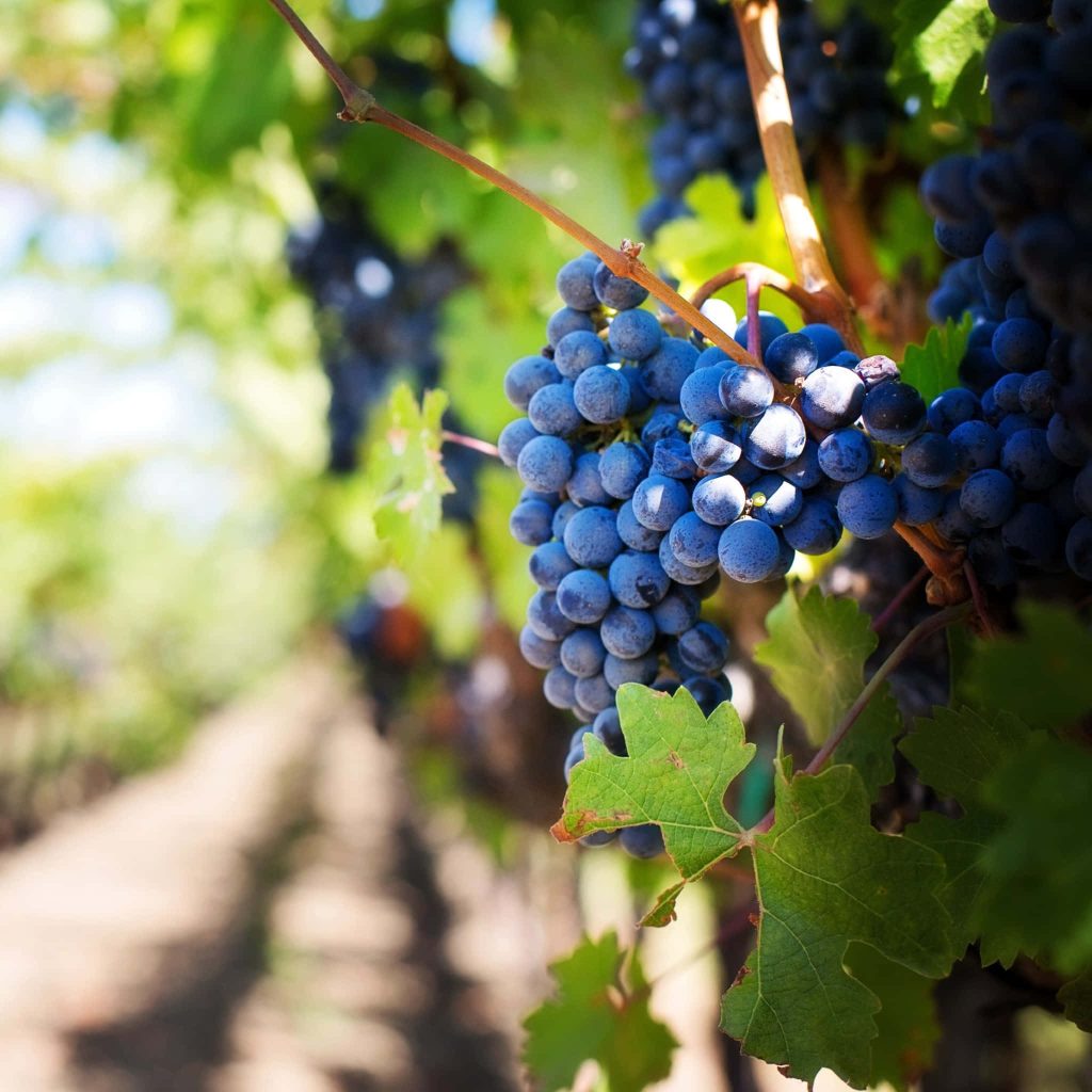 Ripe deep purple grapes on sunlit vine with soft-focus vineyard background wallpaper