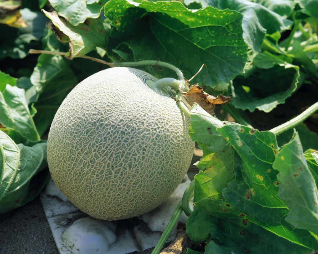 Close-up of ripe netted muskmelon on green leaves in sunlit field farm fresh fruit wallpaper