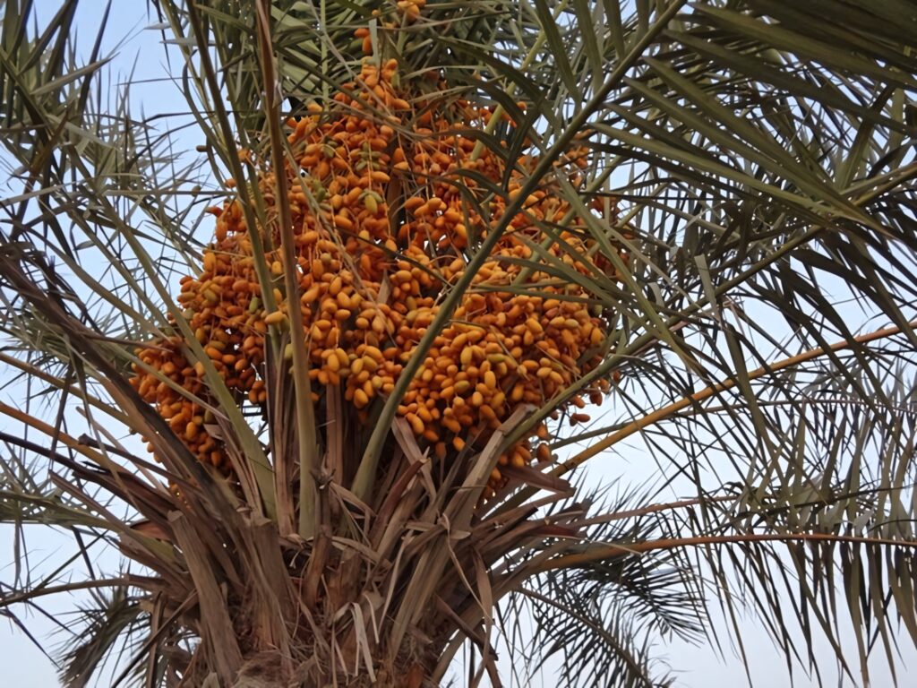 Ripe orange dates cluster on tall palm tree with green fronds in desert oasis under clear sky Wallpaper