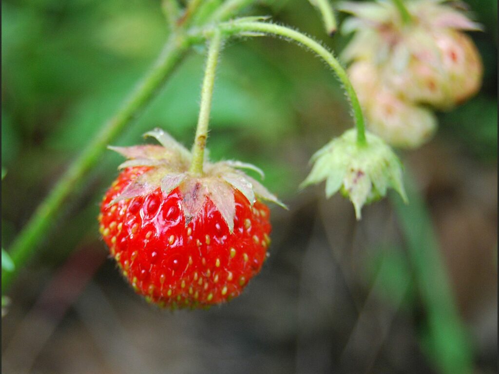 Ripe Red Berry Close-Up Amid Green Leaves - Natural Wallpaper Background