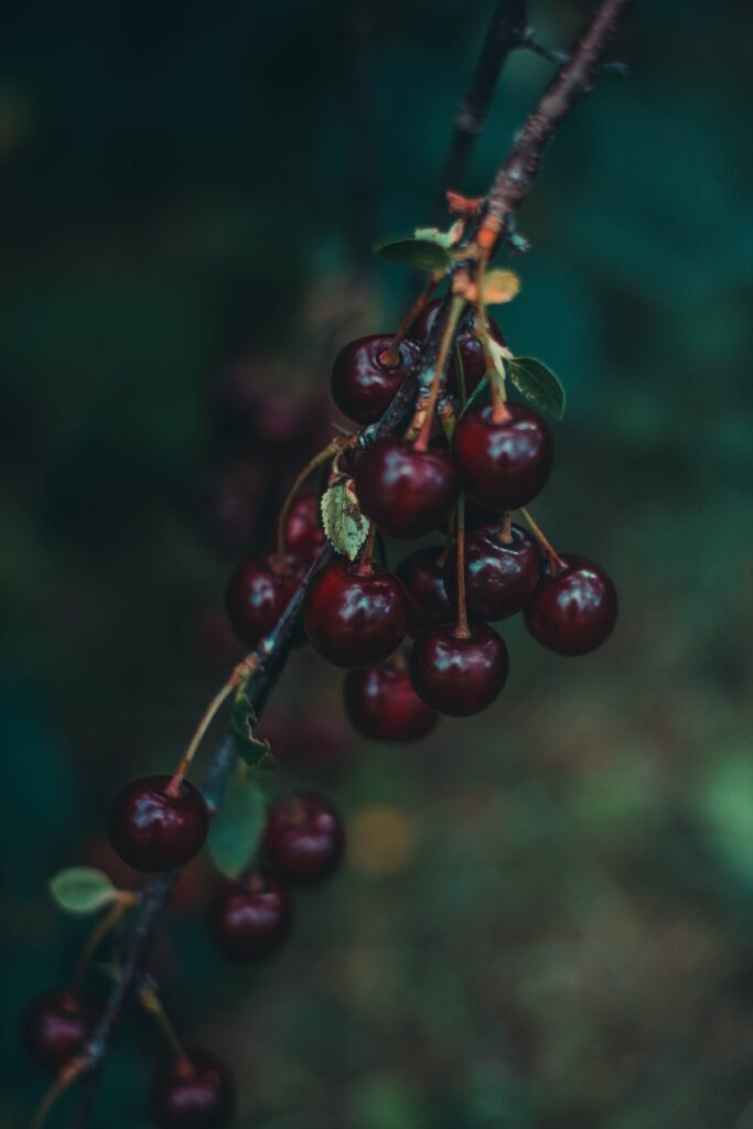 Ripe Red Cherries on Branch - Stunning Wallpaper Background