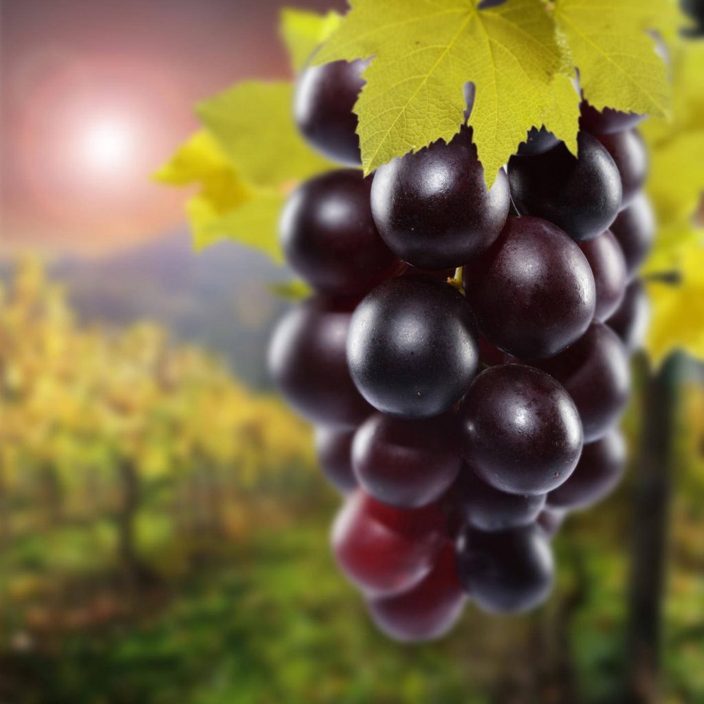 Ripe red grapes cluster in golden sunset light with vineyard background wallpaper design