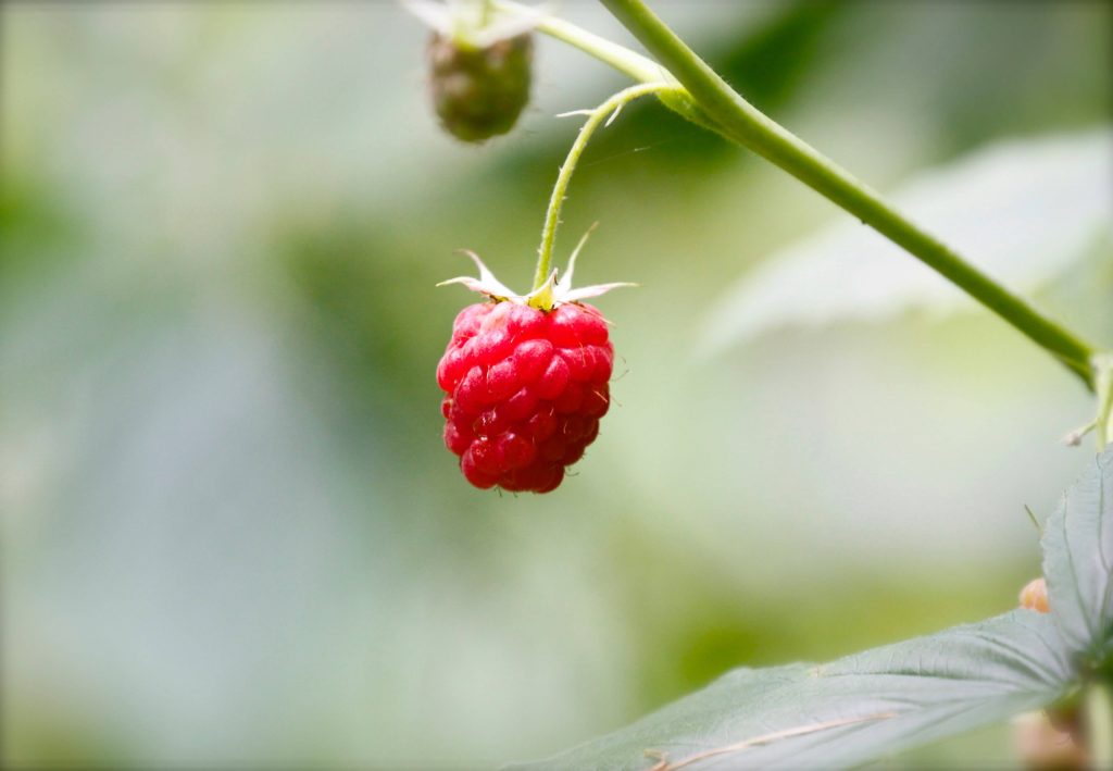 Macro photo of a ripe red raspberry hanging on stem with blurred green garden background Wallpaper