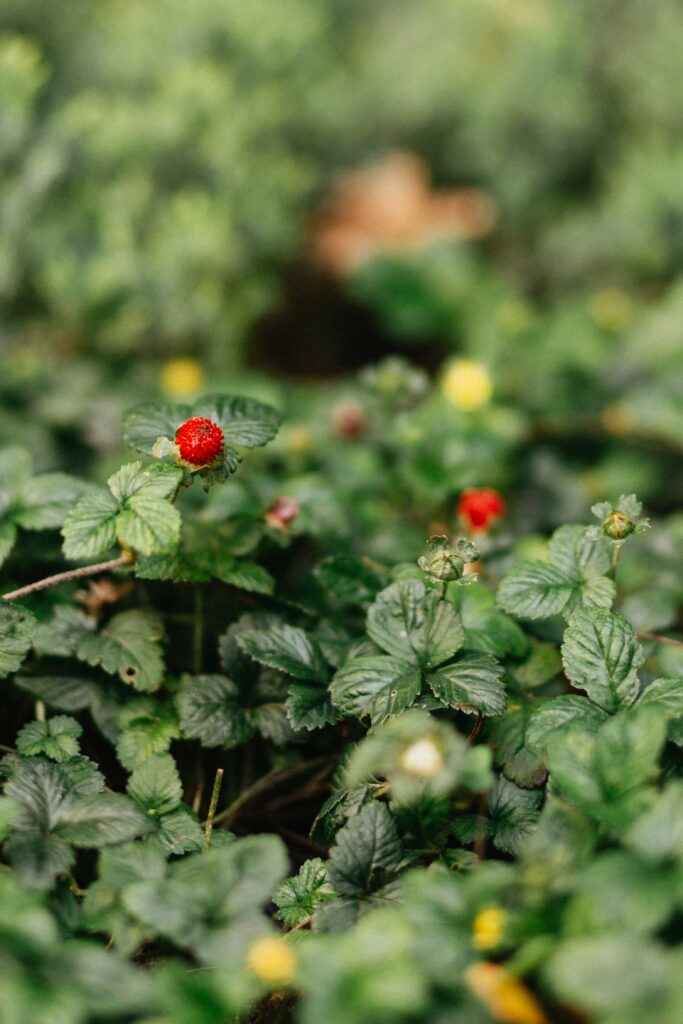 Macro close-up of ripe red strawberry with vibrant green leaves natural outdoor wallpaper background