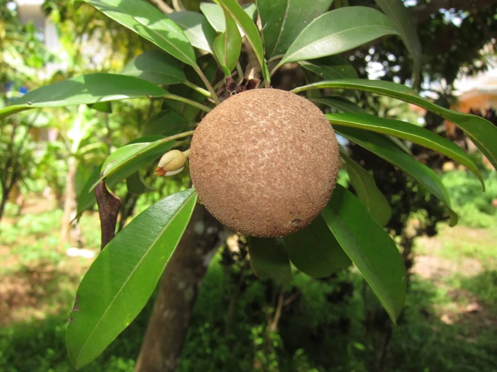 Close-up of ripe Sapodilla fruit on tree branch with textured brown skin and green leaves Wallpaper