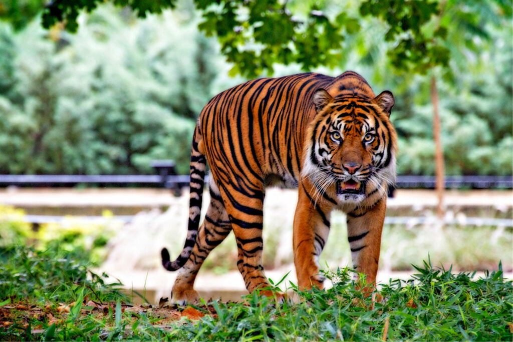 Majestic tiger walking through lush green forest with intense gaze and vibrant orange coat wallpaper